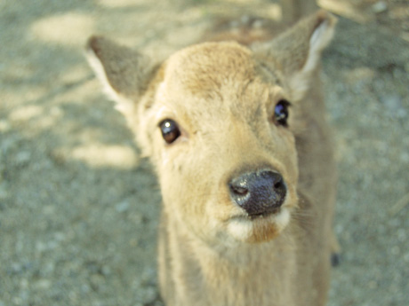 なら公園の子鹿